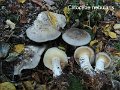 Clitocybe nebularis-amf452-1